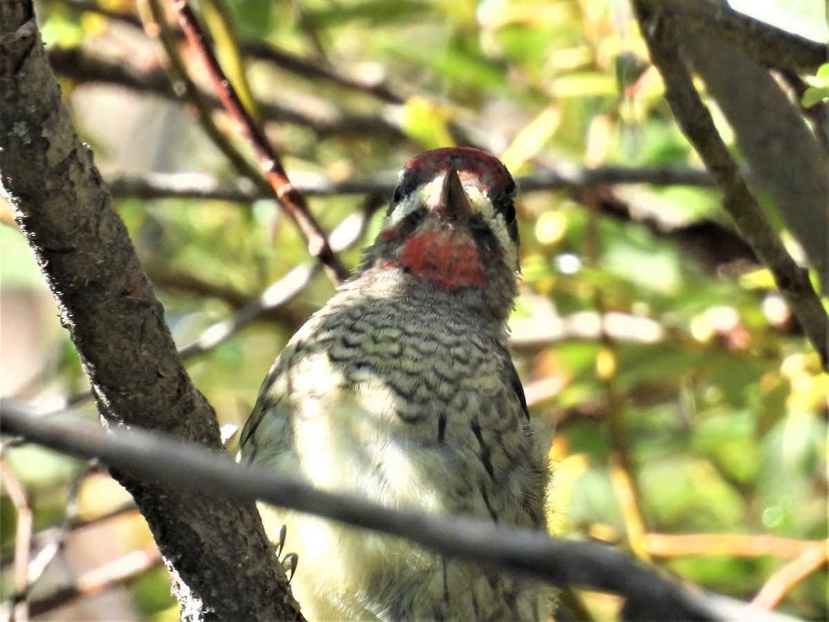 Red-naped Sapsucker - ML478570561