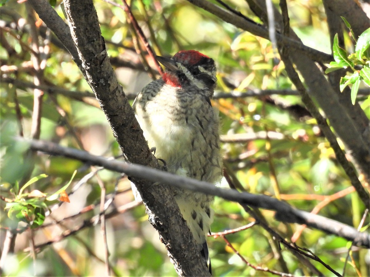 Red-naped Sapsucker - ML478570701