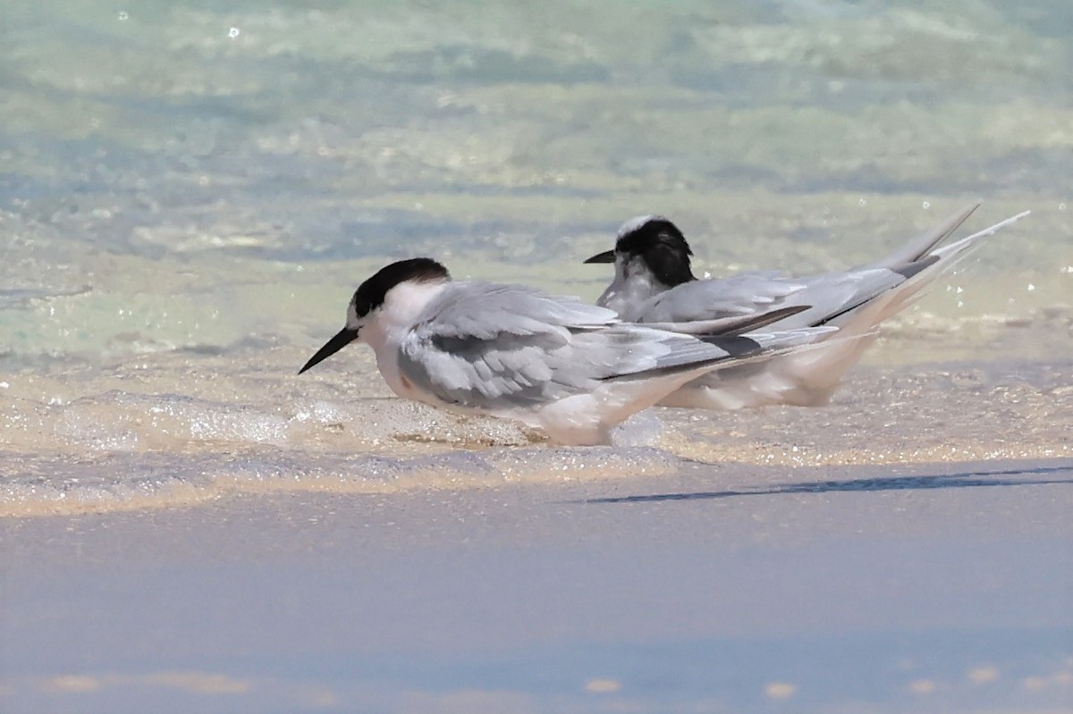 Roseate Tern - ML478570851