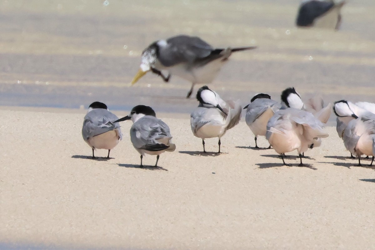 Roseate Tern - ML478570861