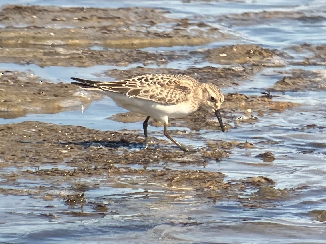 Baird's Sandpiper - ML478572131