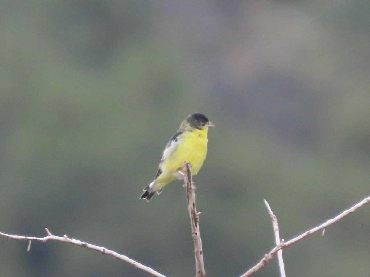 Lesser Goldfinch - ML478572971