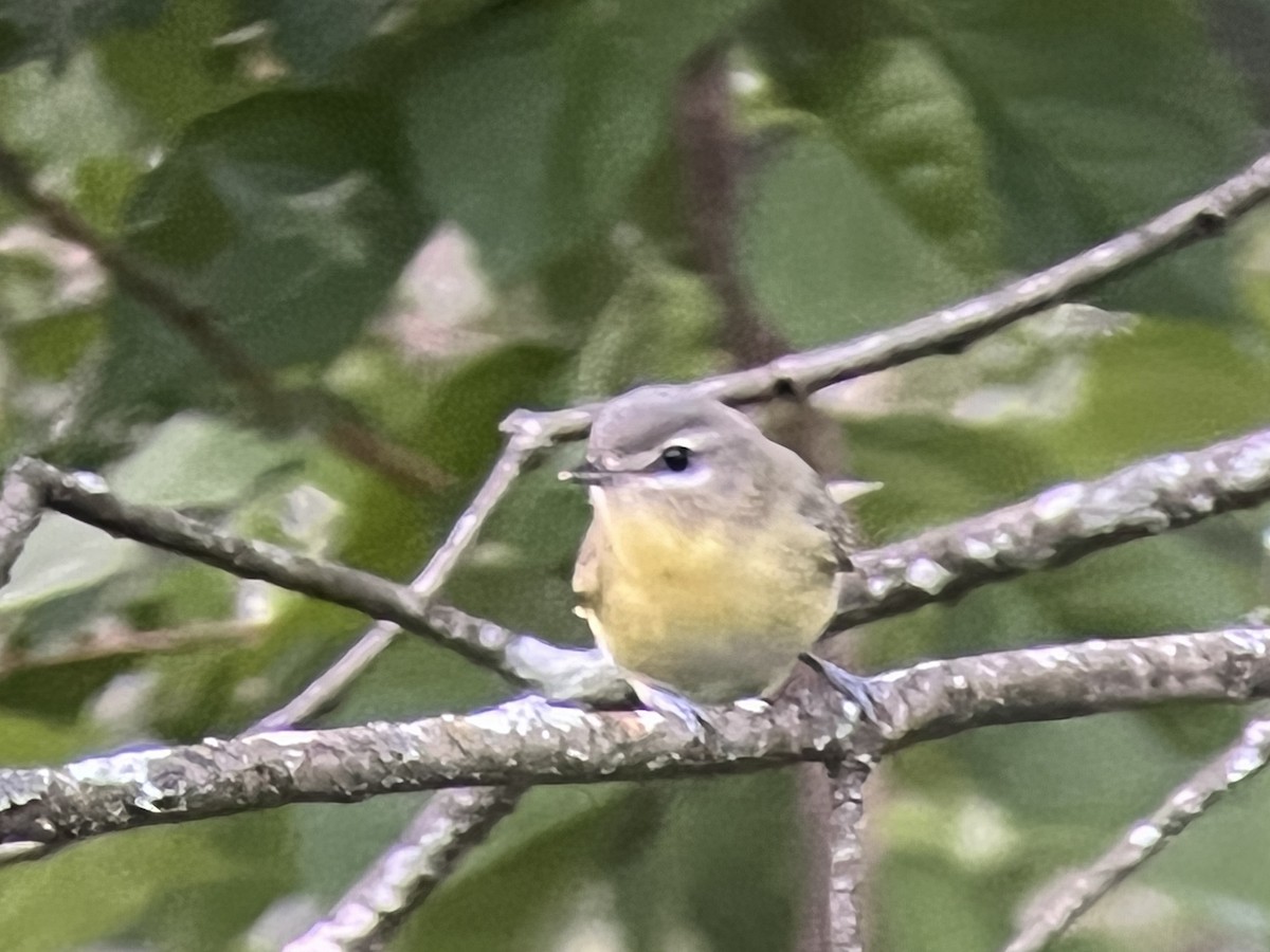 Philadelphia Vireo - ML478573901