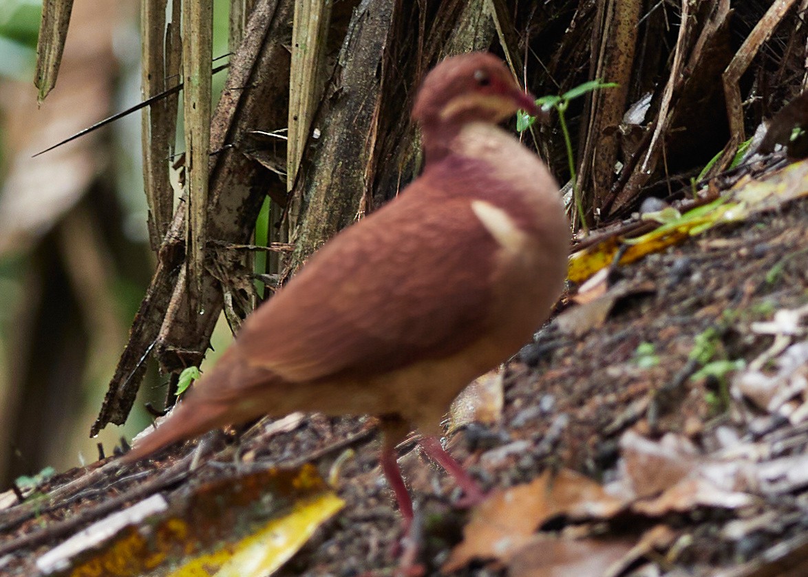 Ruddy Quail-Dove - ML478574971