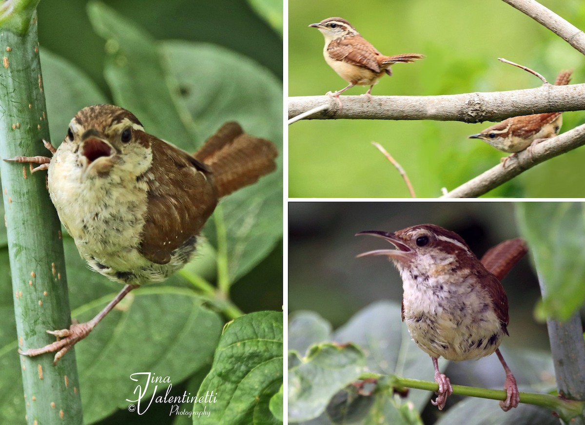 Carolina Wren - ML478575201