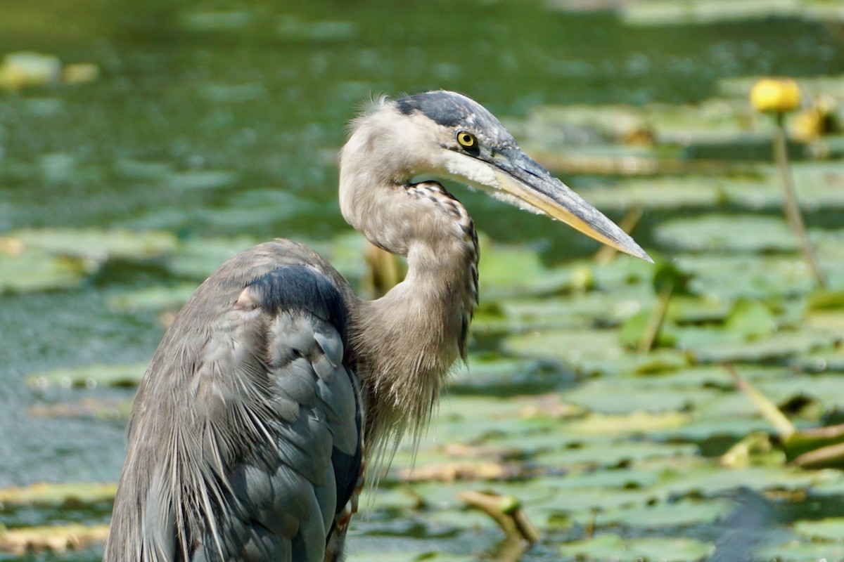 Great Blue Heron - Laura Sisitzky