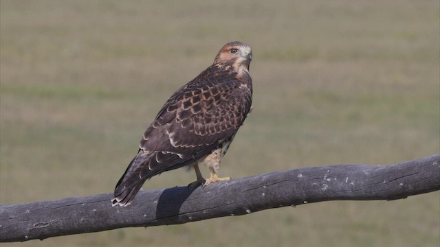 Канюк прерієвий - ML478575661