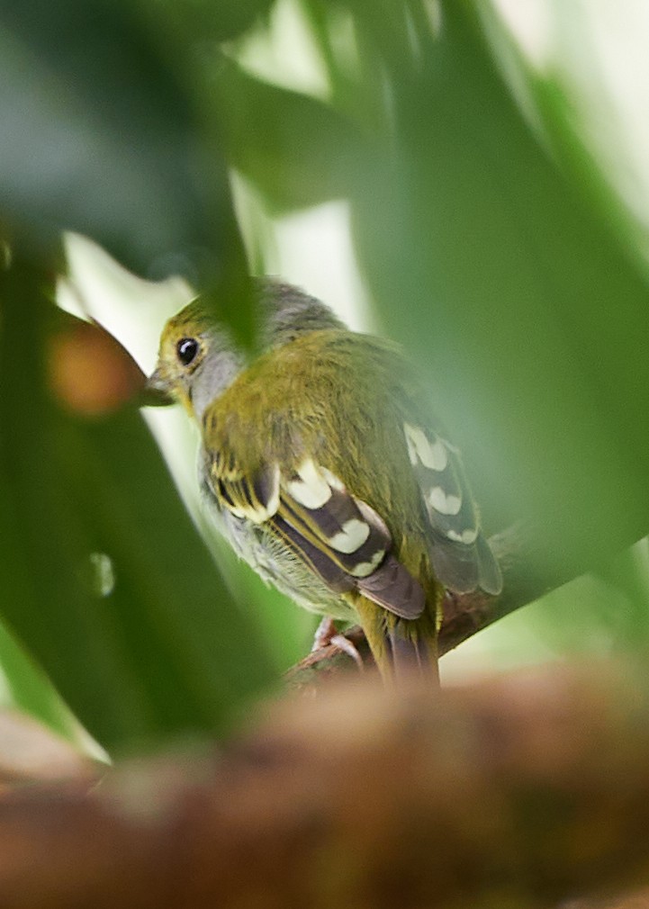 Wing-barred Piprites - Randy Countryman