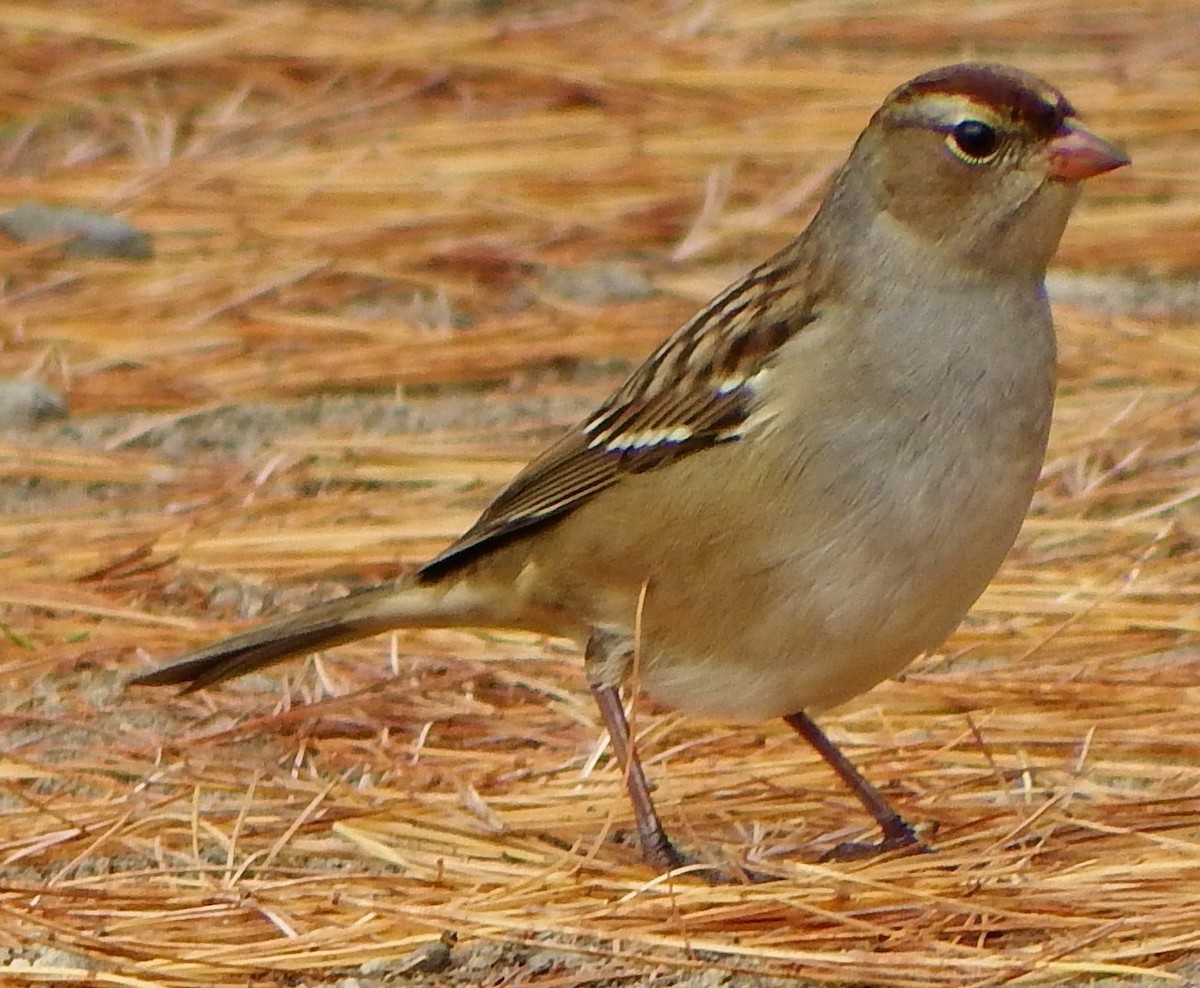 White-crowned Sparrow - Joe Minor
