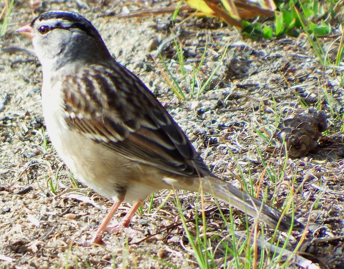 White-crowned Sparrow - Joe Minor