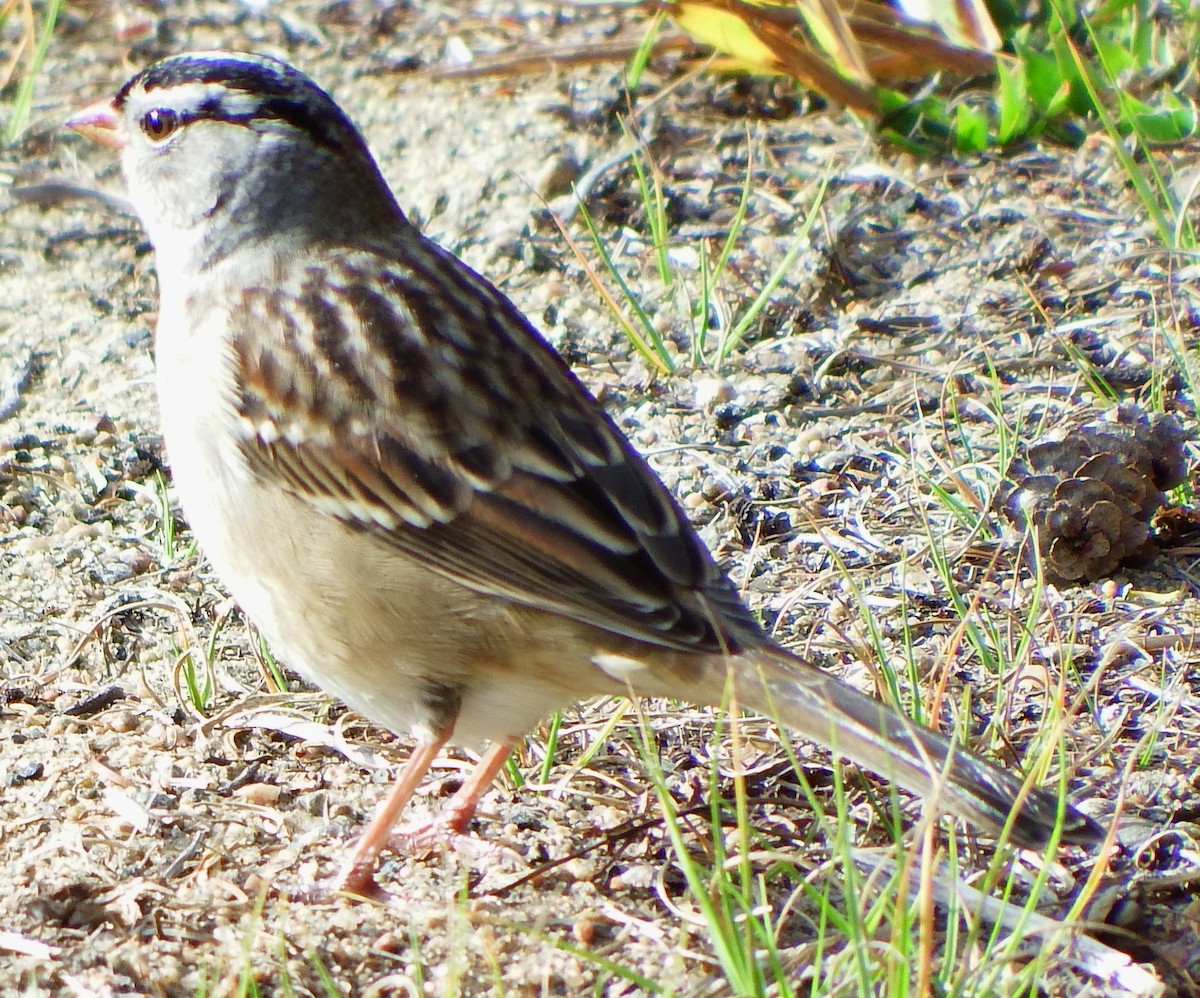 White-crowned Sparrow - Joe Minor