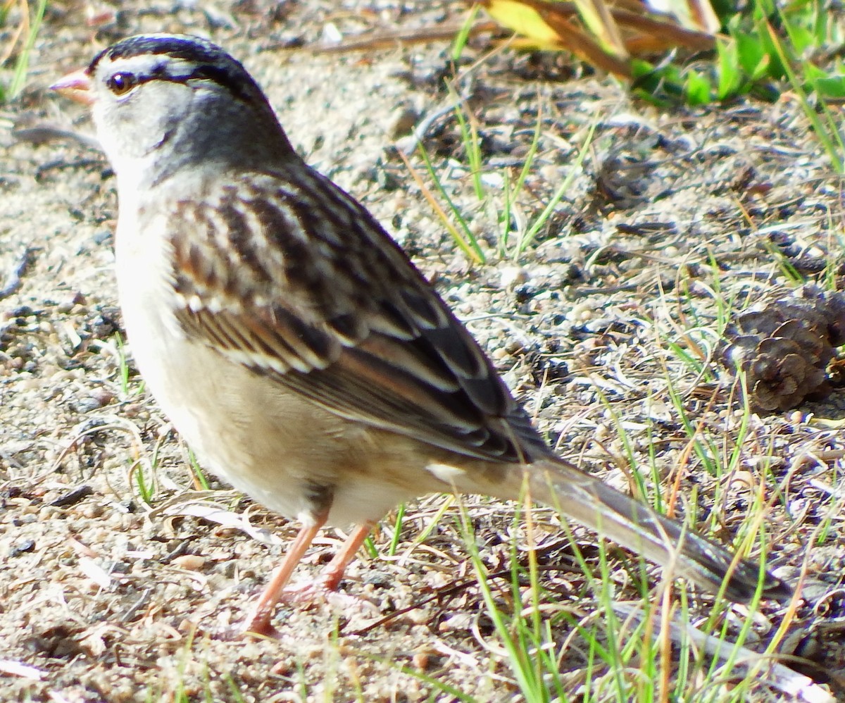 White-crowned Sparrow - Joe Minor