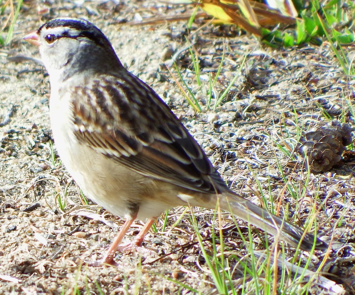 Bruant à couronne blanche - ML47857671