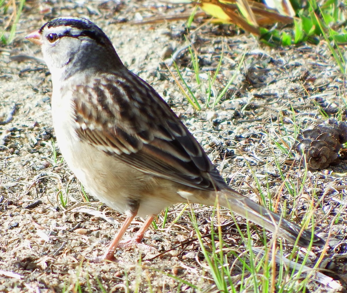 White-crowned Sparrow - Joe Minor