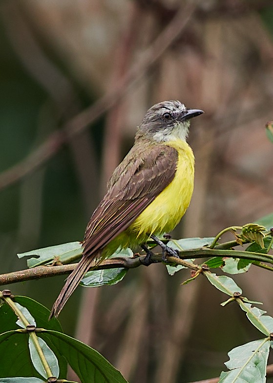 Bienteveo Cabecigrís - ML478577031