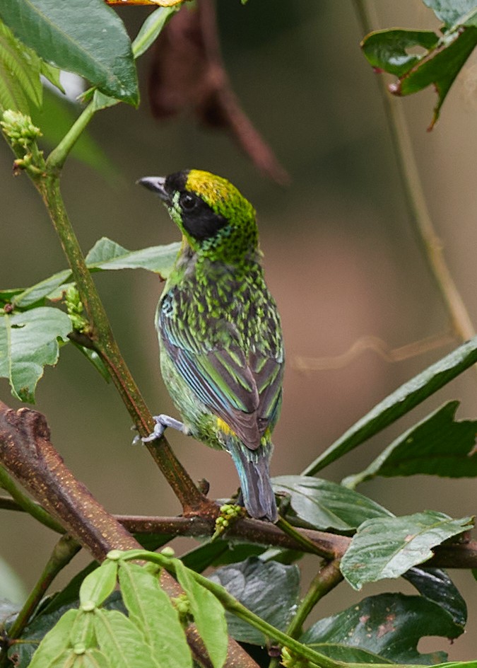 Green-and-gold Tanager - Randy Countryman