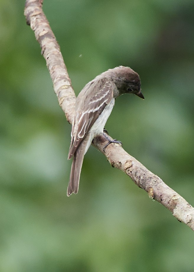 Eastern Wood-Pewee - Randy Countryman