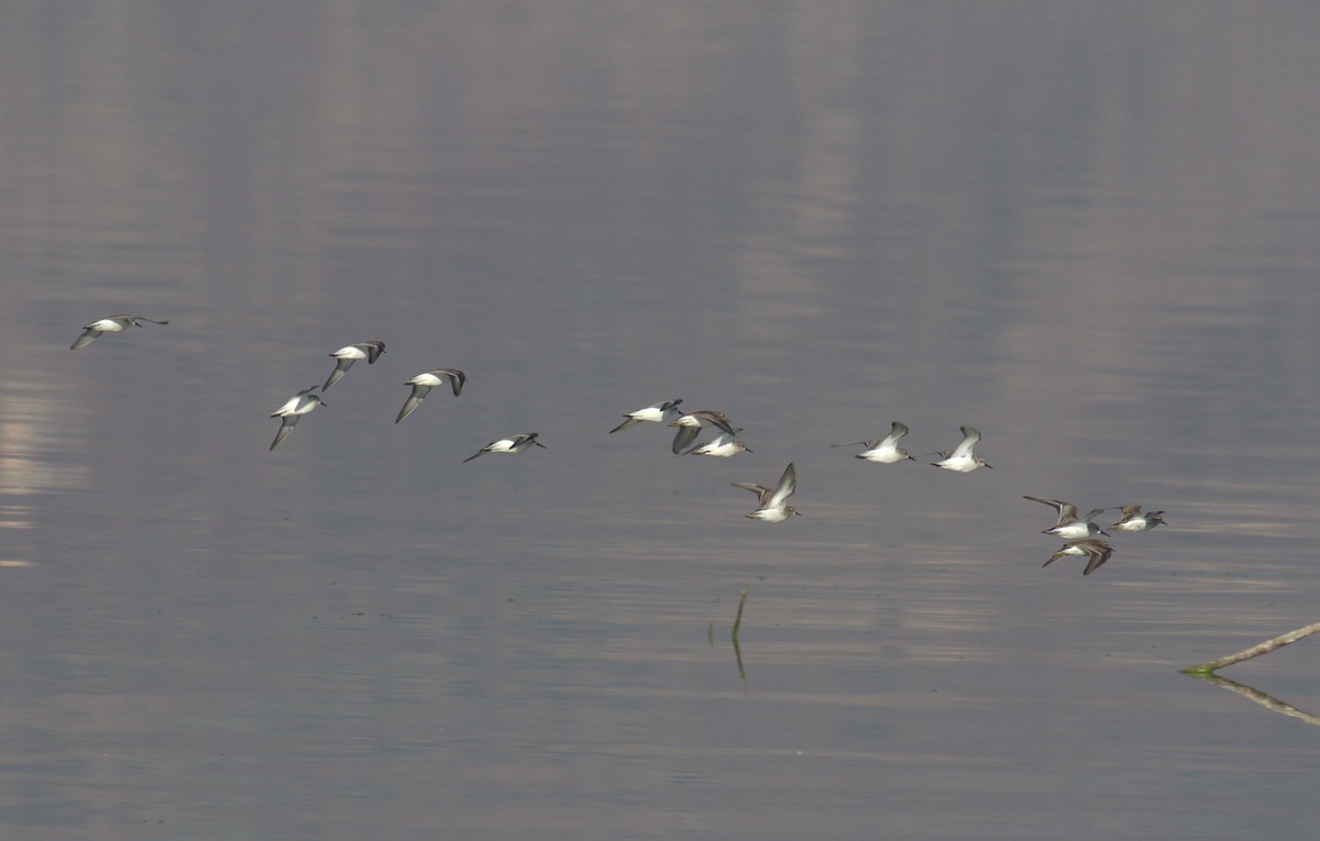 Western Sandpiper - ML478577551