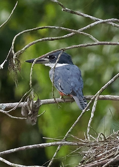 Ringed Kingfisher - ML478579151