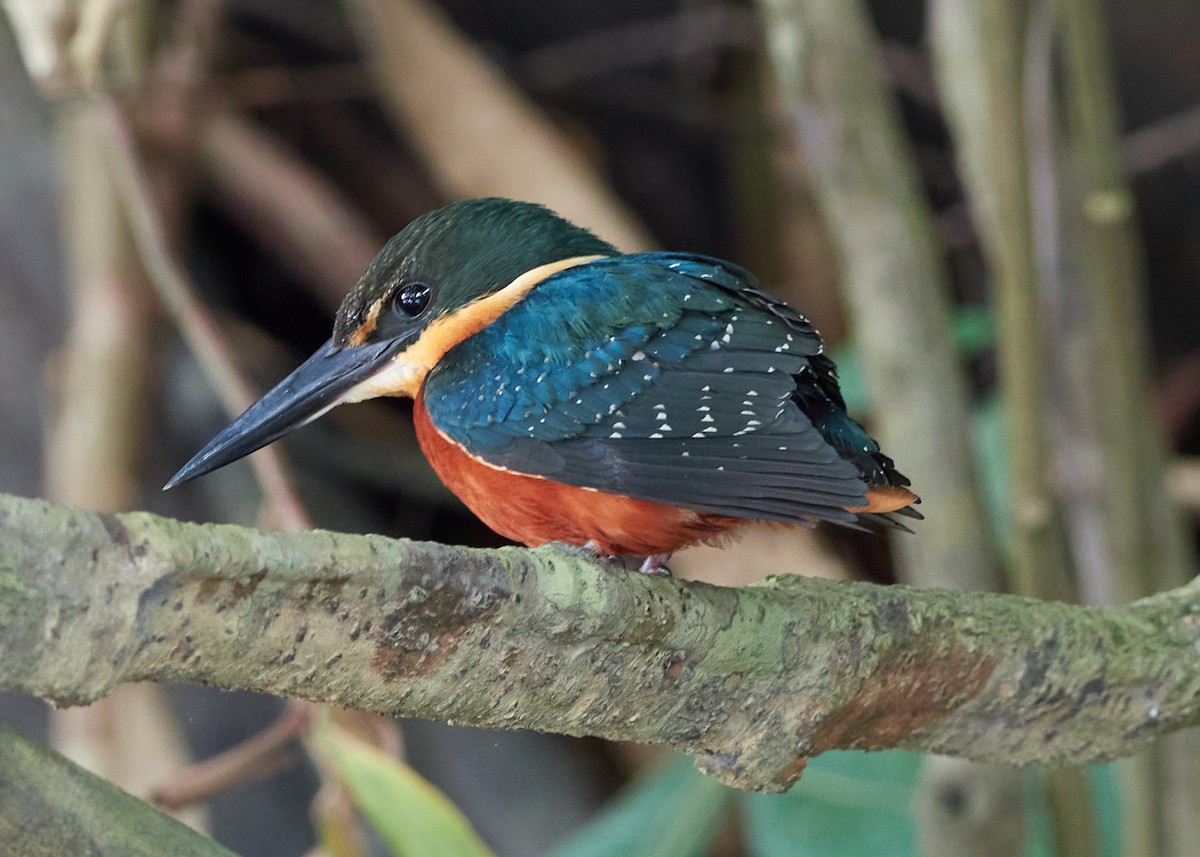 Green-and-rufous Kingfisher - ML478579241