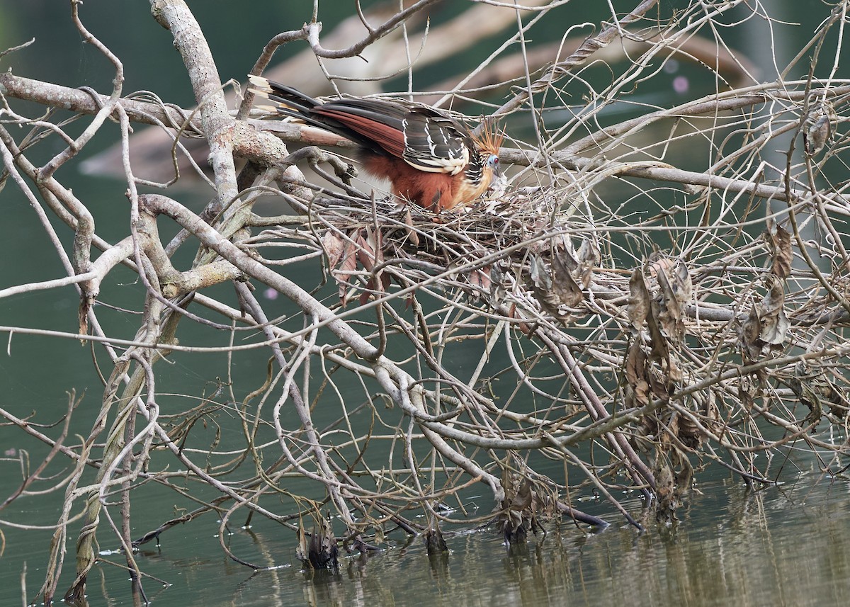 hoatzin - ML478579301