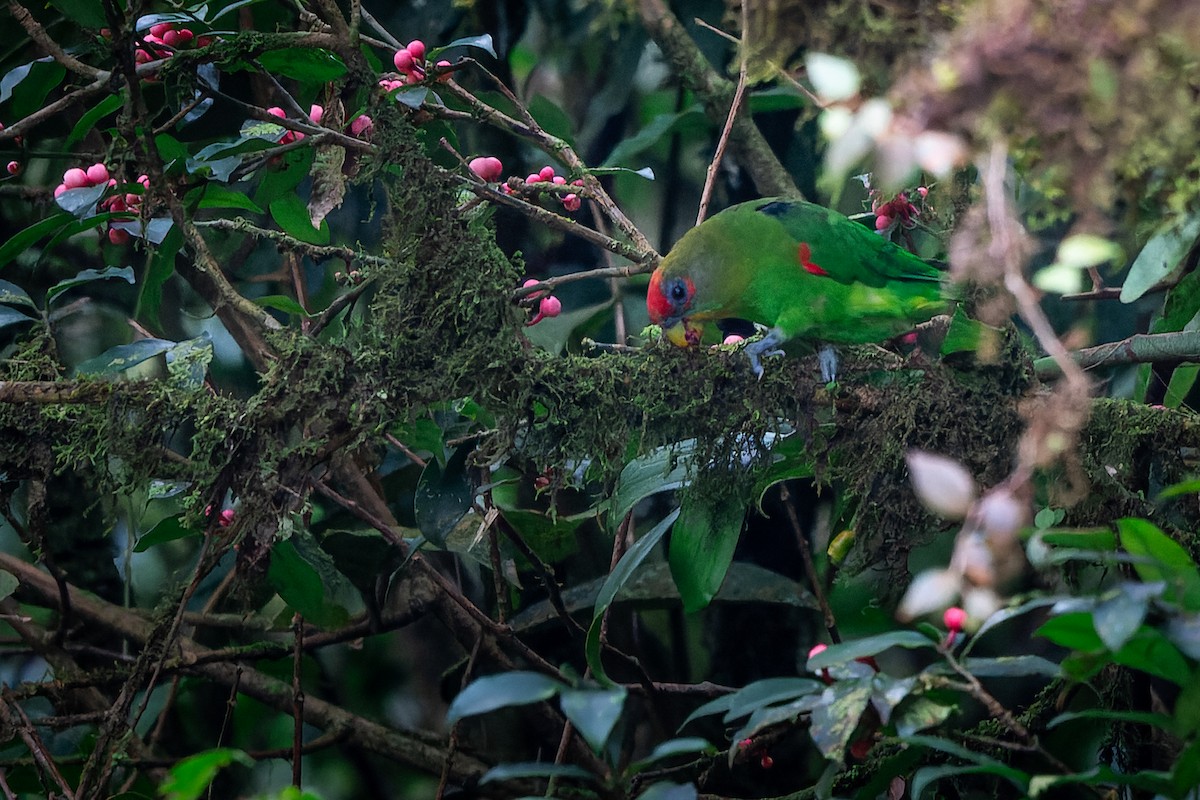 Kosta Rika Papağanı - ML478581721