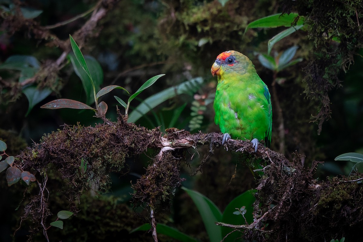 Red-fronted Parrotlet - José Orozco