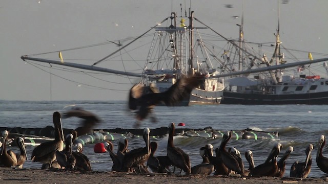 Brown Pelican - ML478582