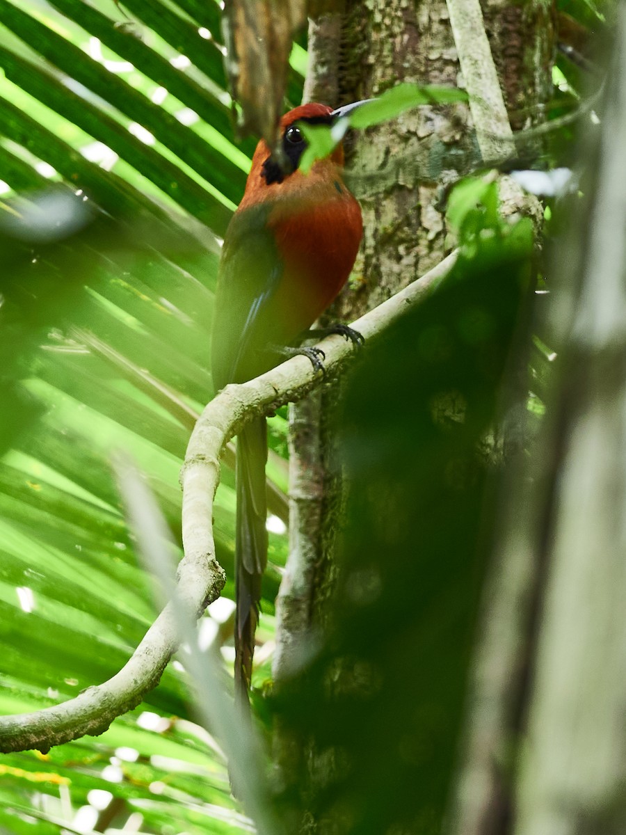 Rufous Motmot - ML478582551