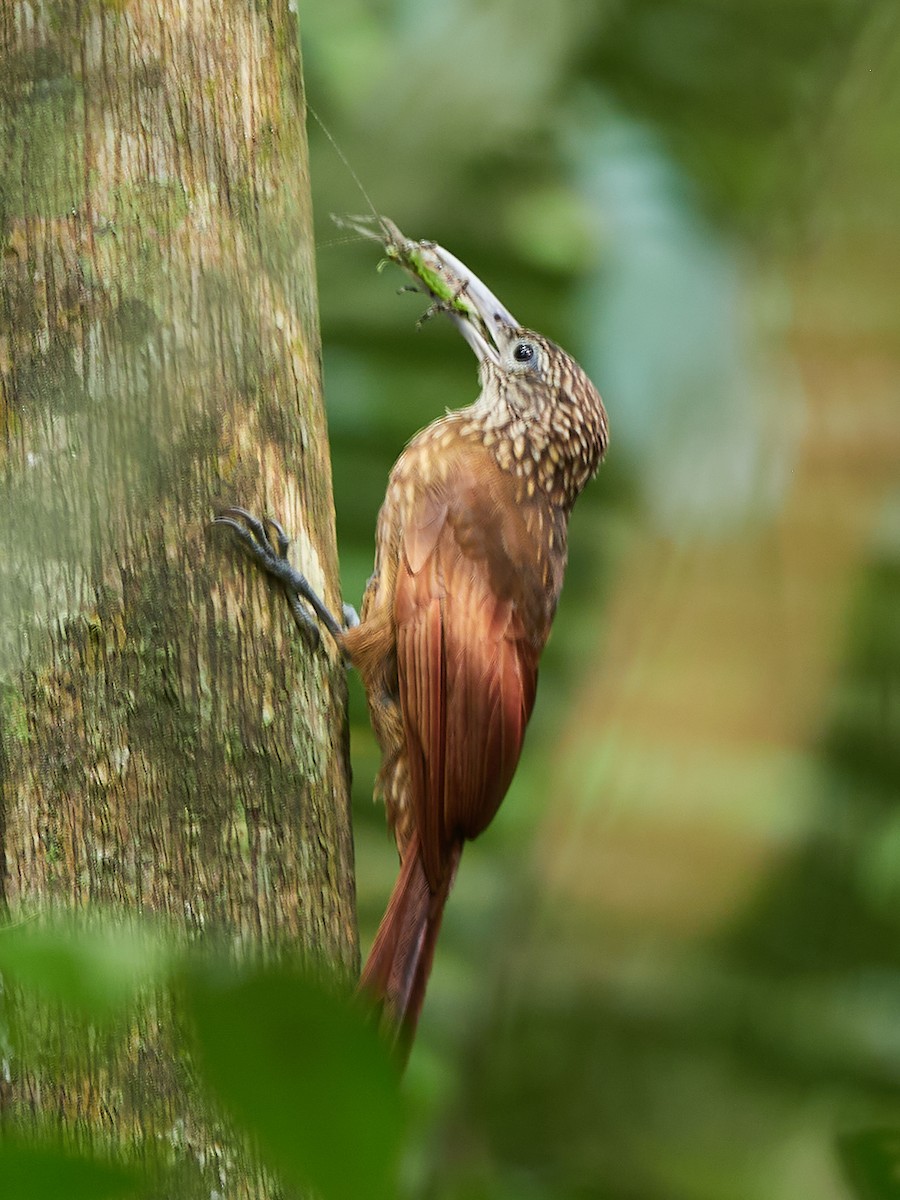 Buff-throated Woodcreeper - ML478582731