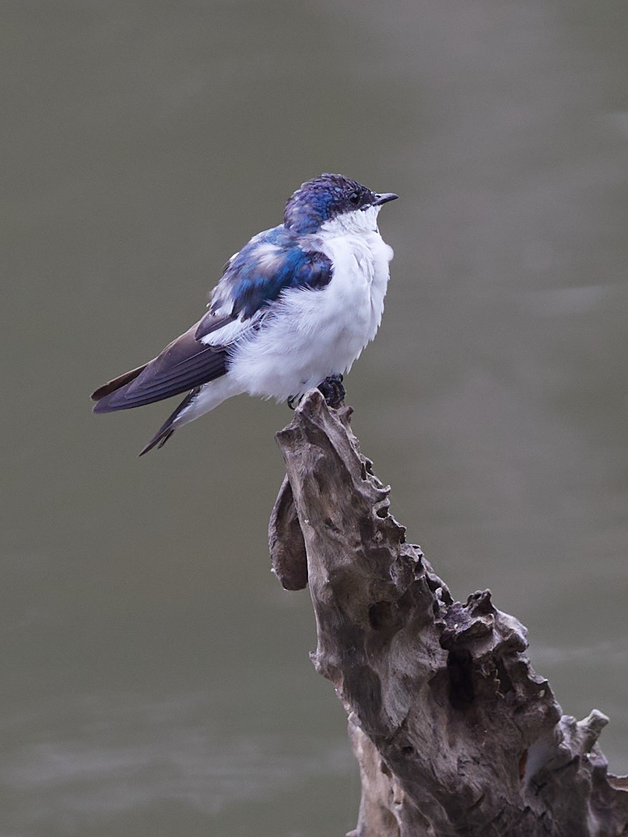 White-winged Swallow - ML478582761