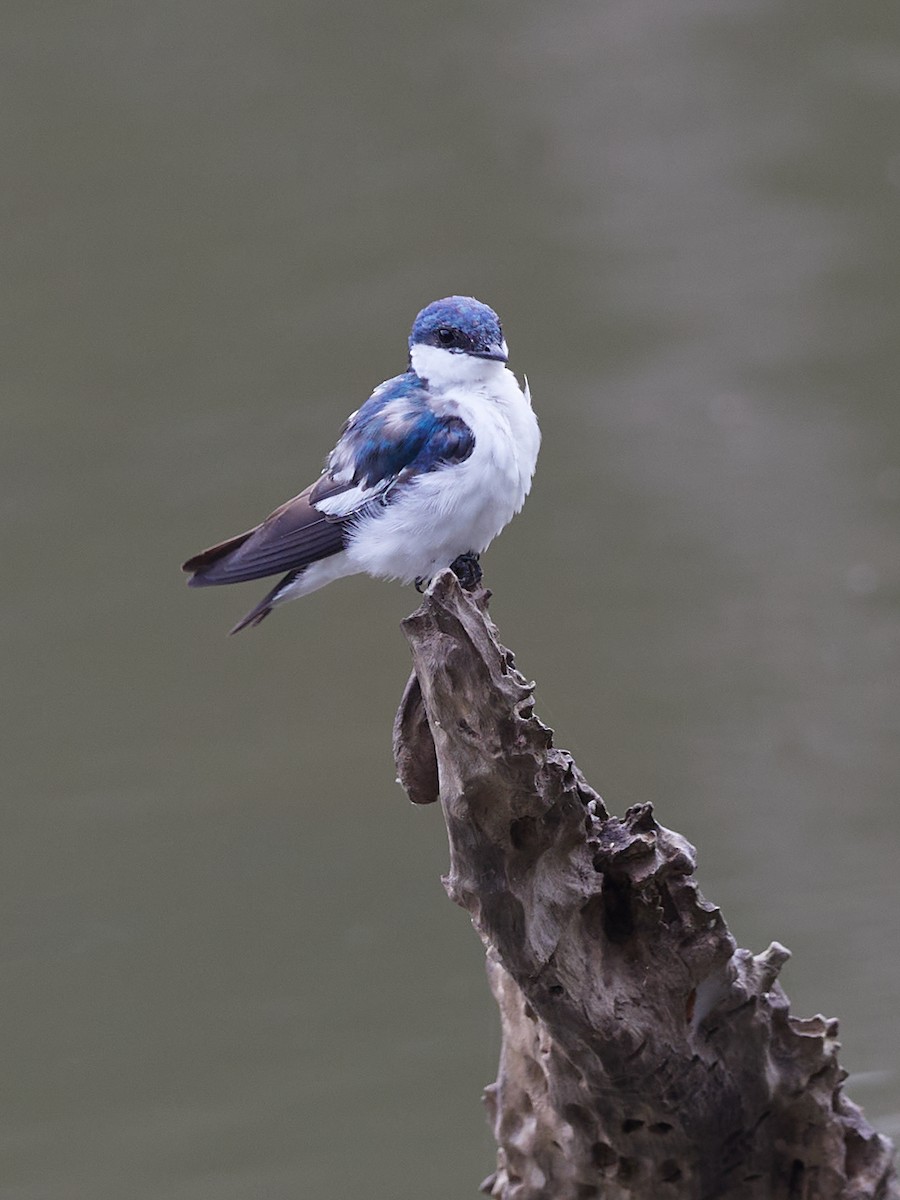 Golondrina Aliblanca - ML478582771