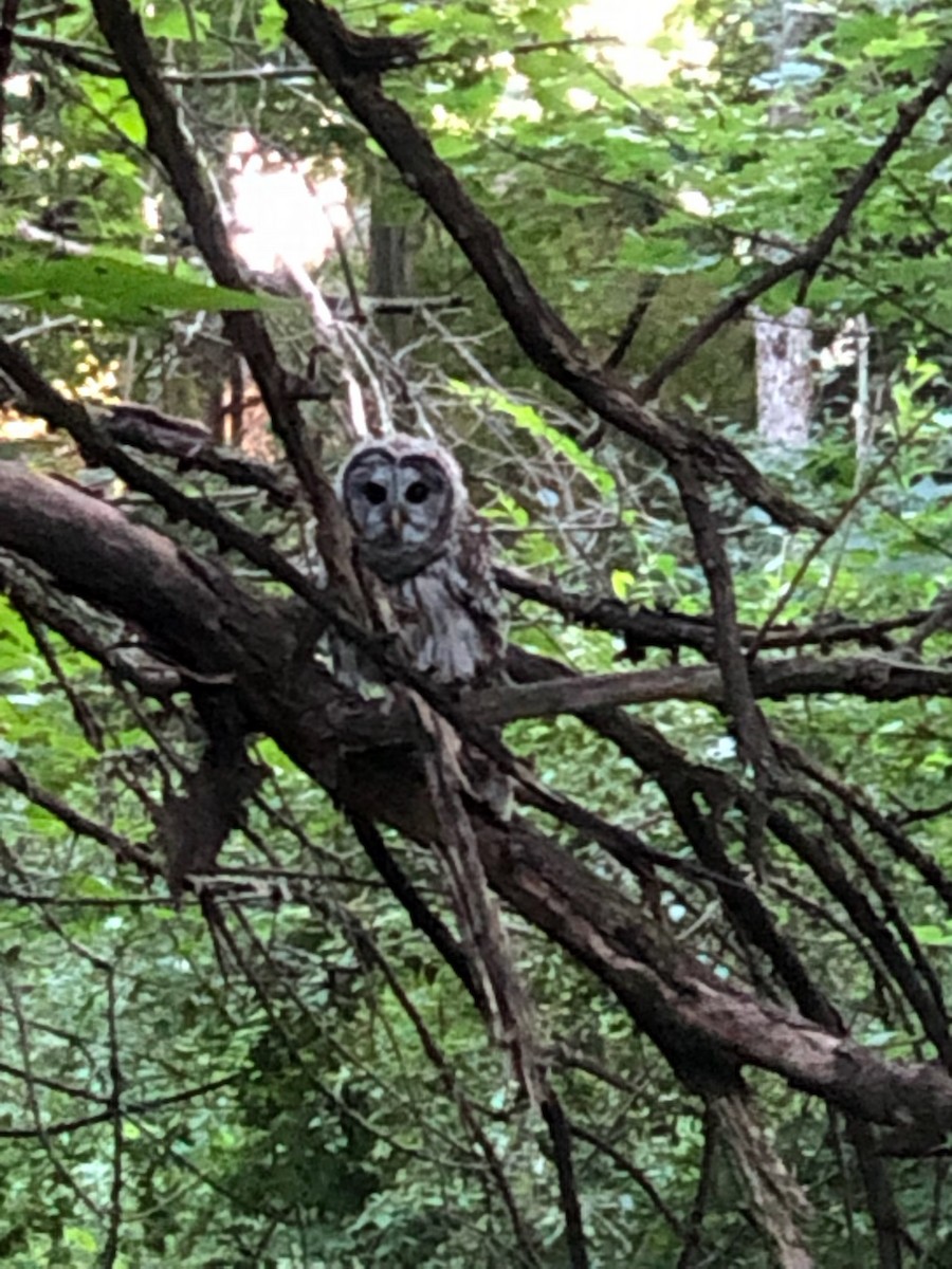 Barred Owl - ML478584641