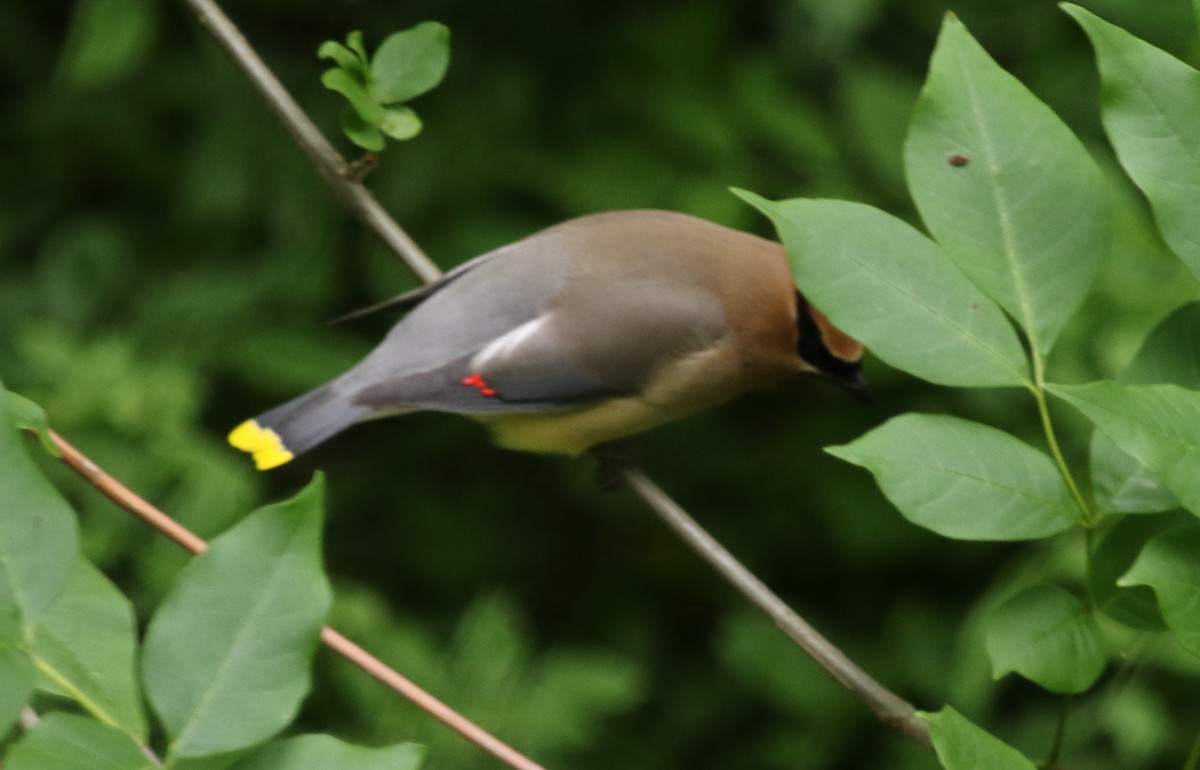 Cedar Waxwing - ML478584661