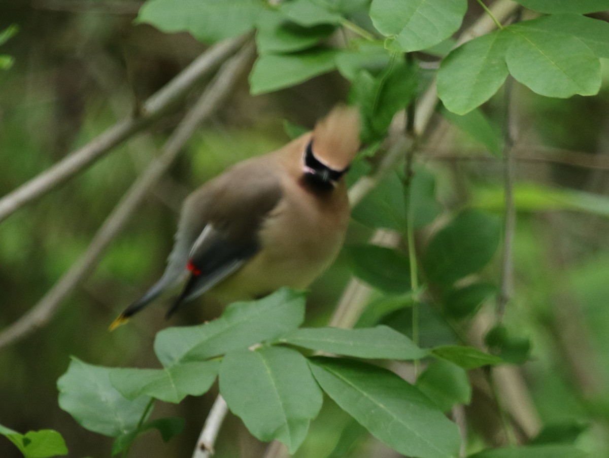 Cedar Waxwing - ML478584671