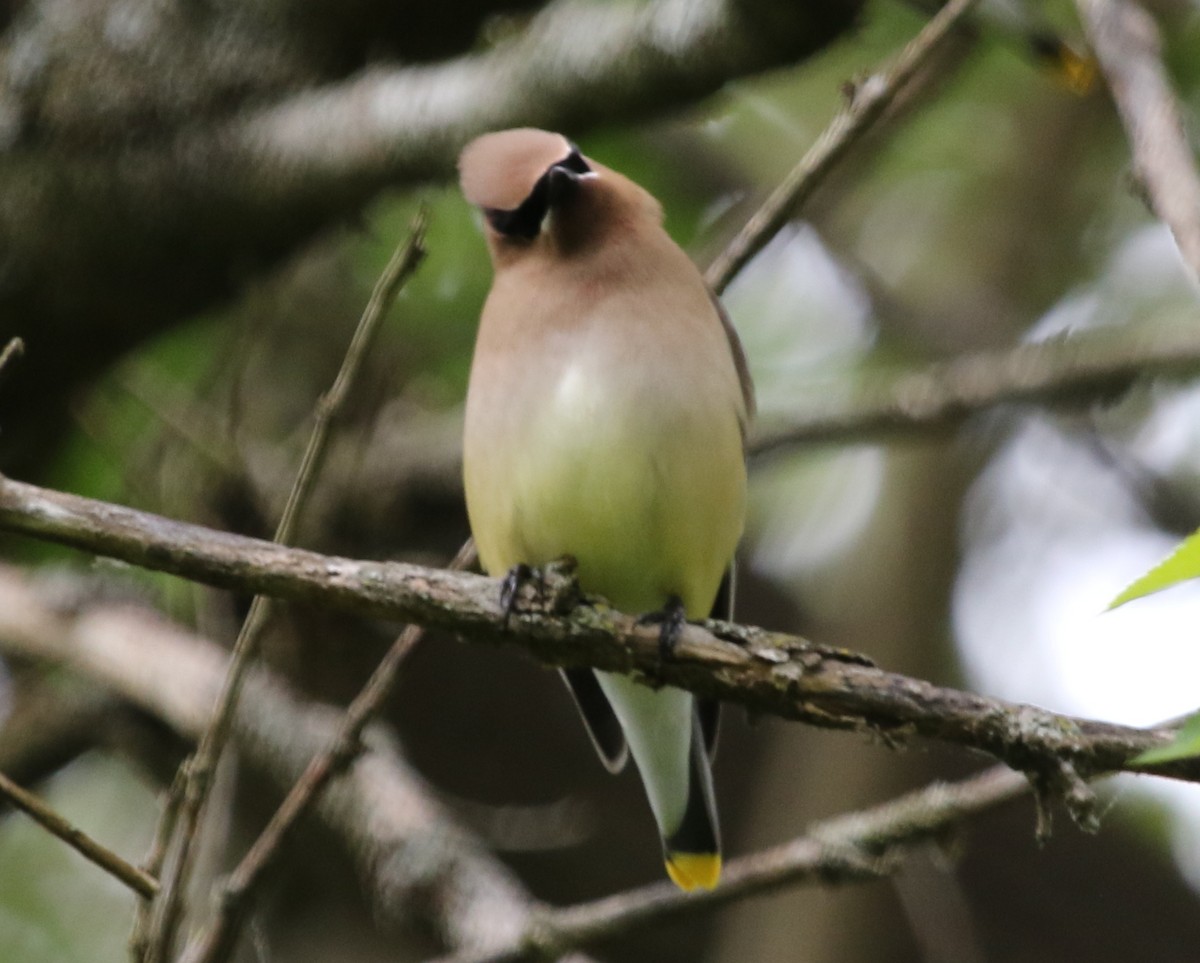 Cedar Waxwing - ML478584681