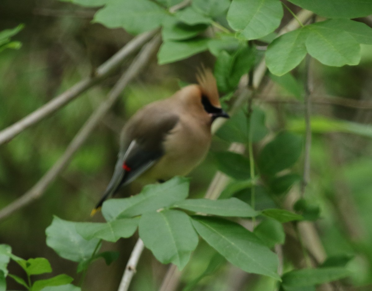 Cedar Waxwing - ML478584691