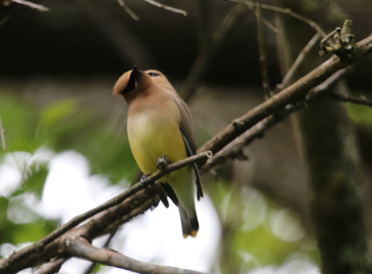 Cedar Waxwing - ML478584701