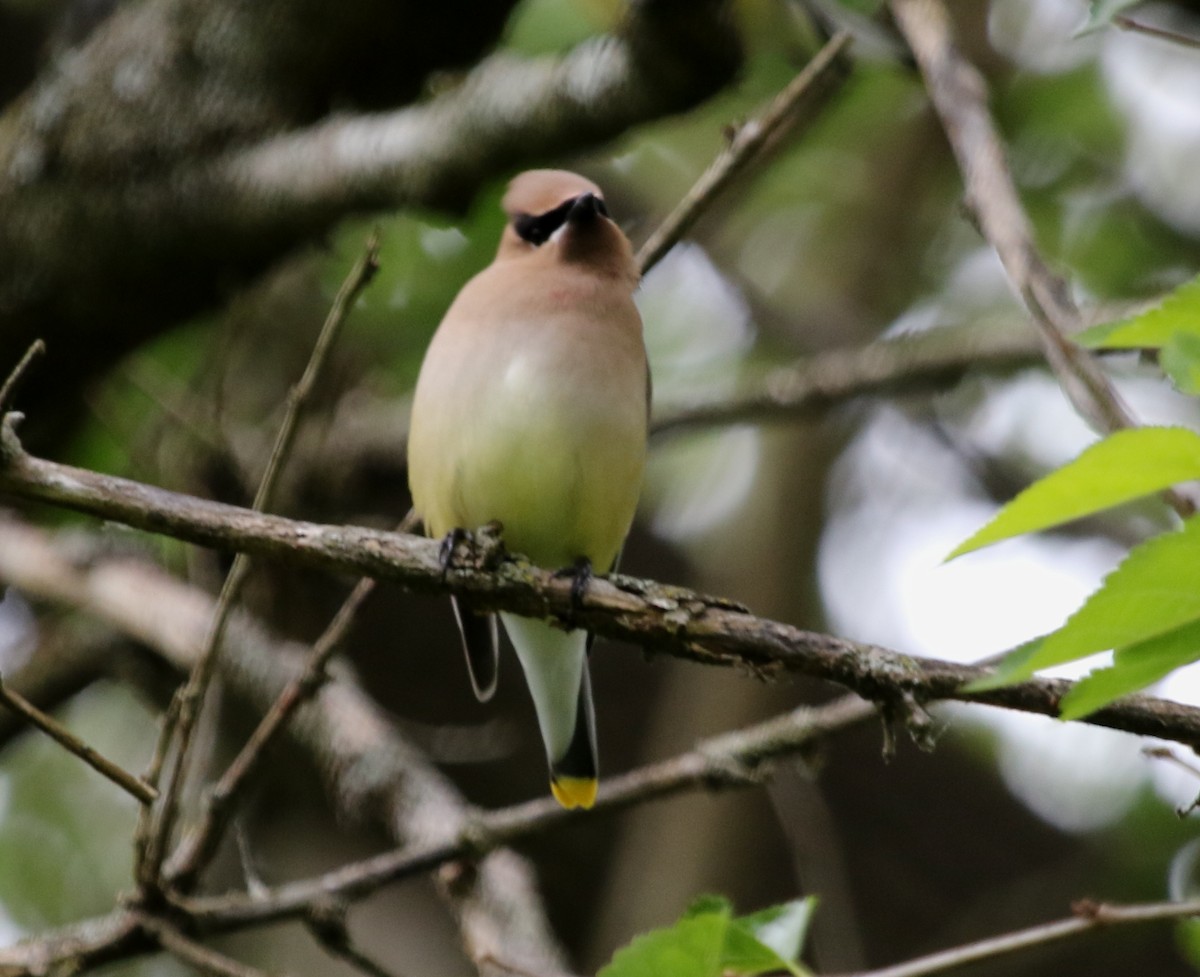 Cedar Waxwing - ML478584711