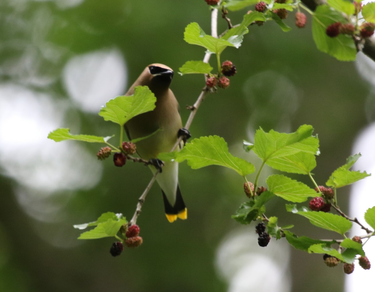 Cedar Waxwing - ML478584731