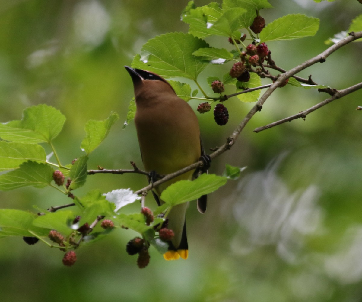 Cedar Waxwing - ML478584741