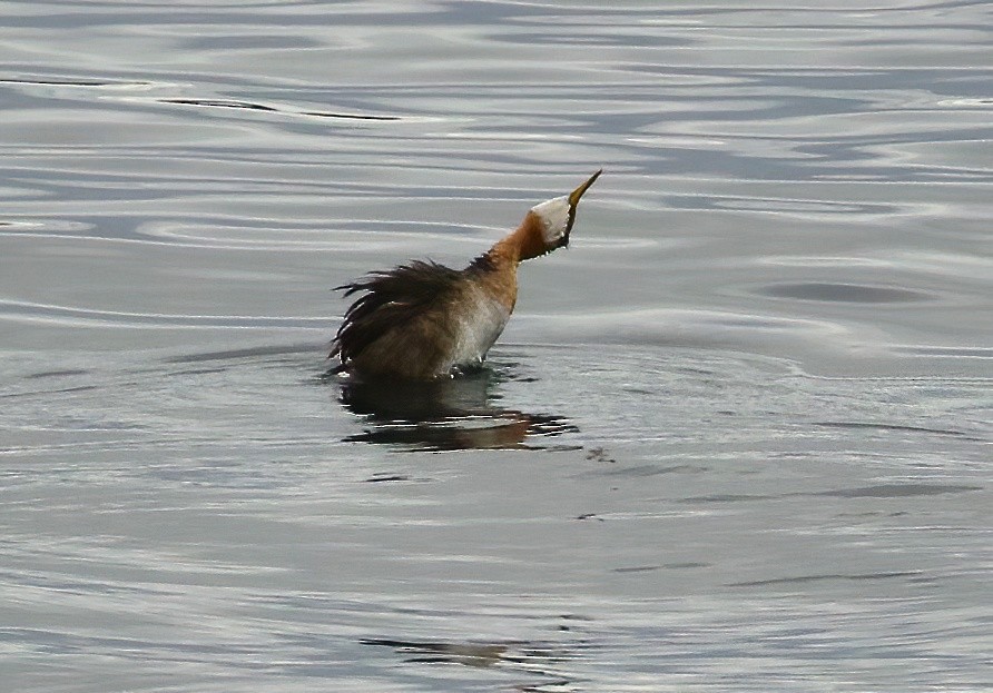 Red-necked Grebe - ML478584981