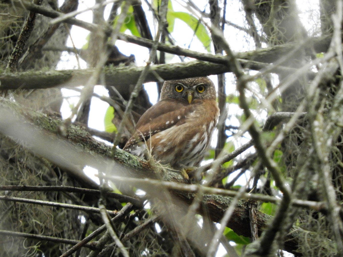 Ferruginous Pygmy-Owl - ML478585081