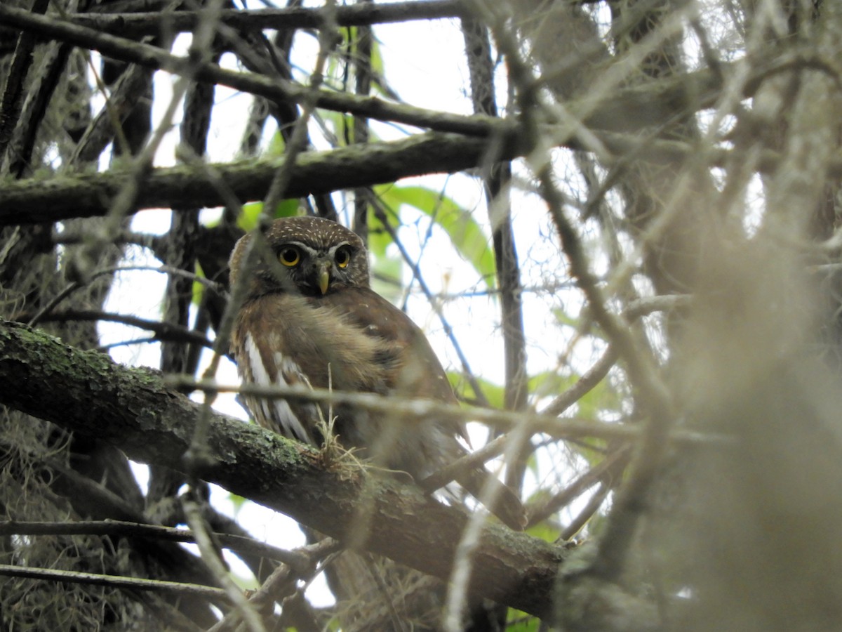 Ferruginous Pygmy-Owl - ML478585121