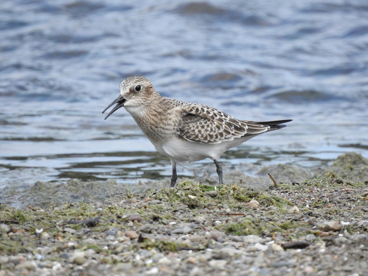 Baird's Sandpiper - Donna Johnston