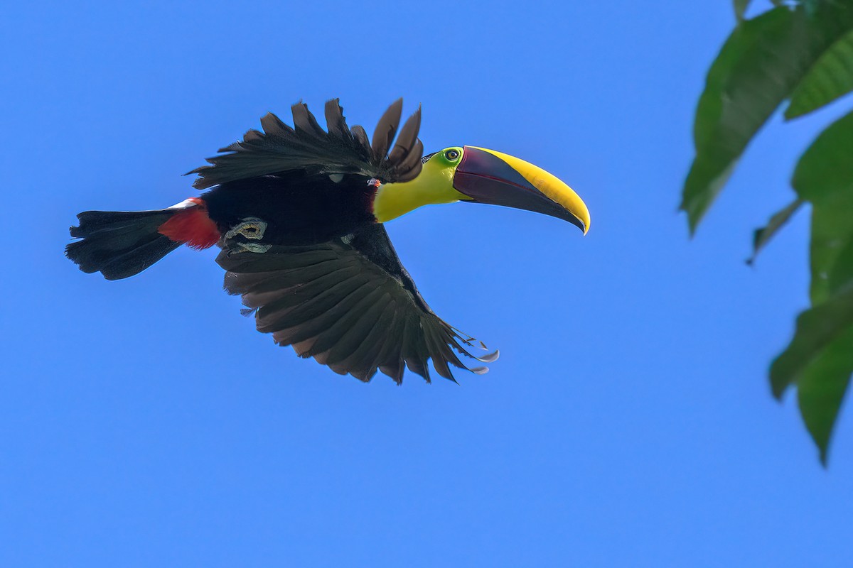 Yellow-throated Toucan - ML478588681