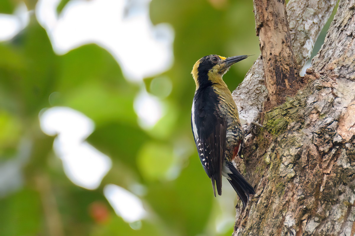 Golden-naped Woodpecker - Manish Sharma