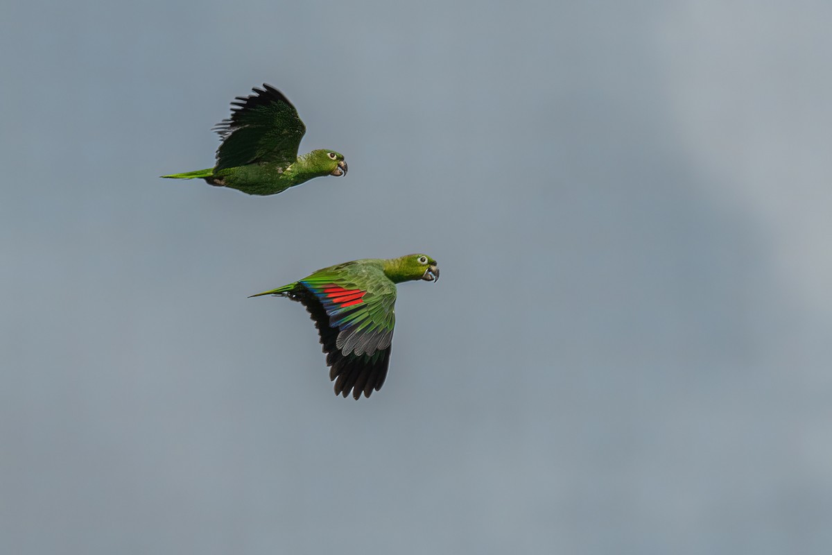 Mealy Parrot - Manish Sharma