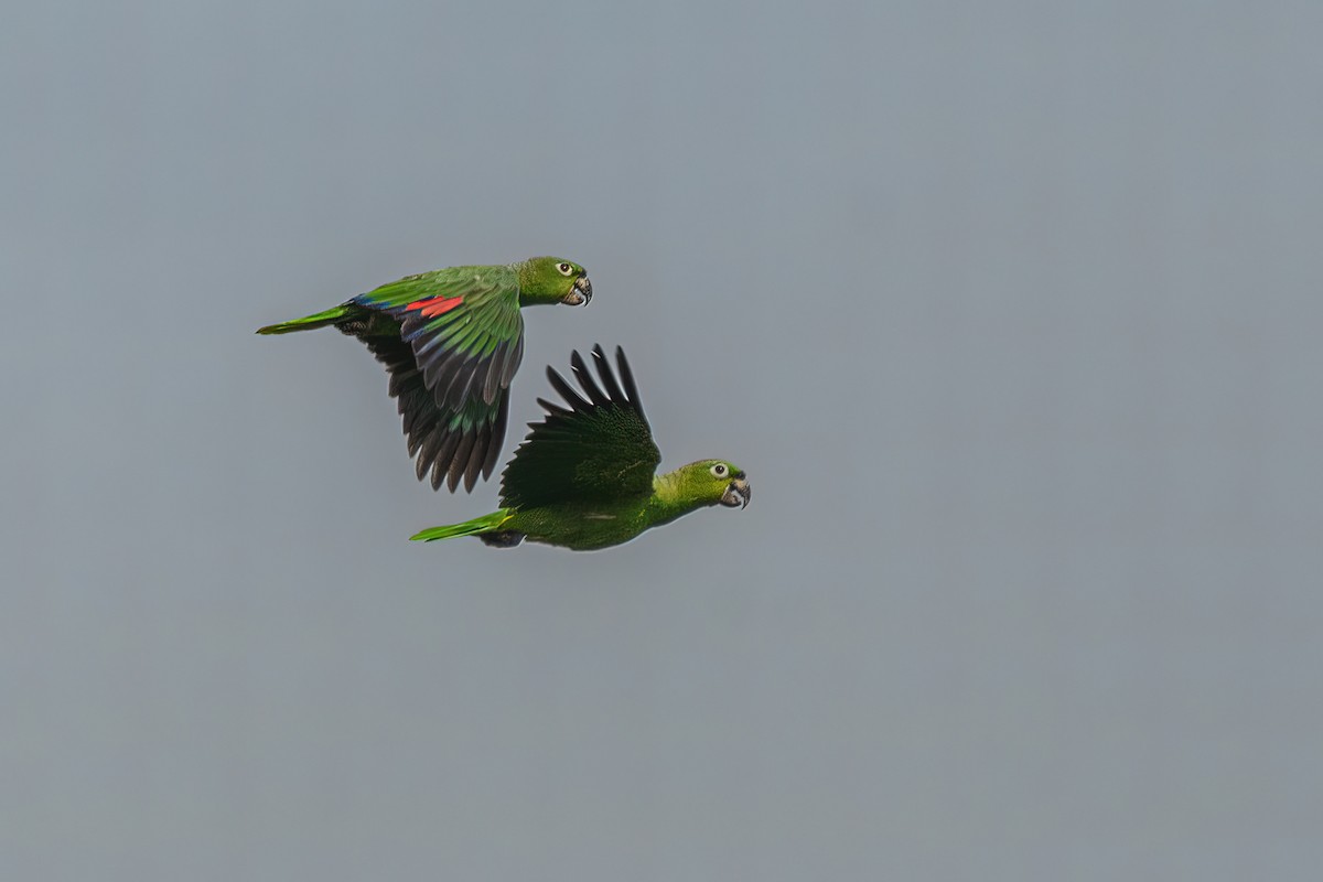 Mealy Parrot - Manish Sharma