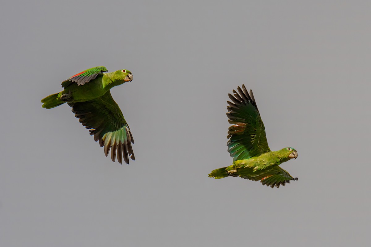 Mealy Parrot - Manish Sharma